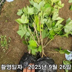 음나무(엄나무) / 실생2년 / 연결포트