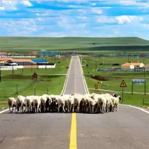 내몽골 5일 [부산출발/대한항공] [대초원/사막/별빛체험] #호화게르 #고속열차