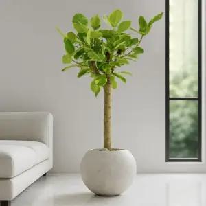 대형 뱅갈고무나무 달항아리 거실화분 개업화분 플랜테리어 인테리어식물 집들이 개업식화분