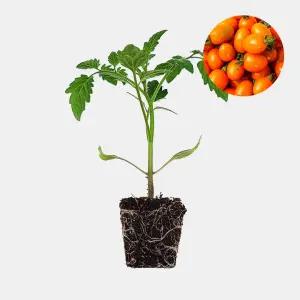 마이플랜트 대추 방울 토마토 주황 1개 과일 토마토 야채 모종 텃밭 채소 튼튼한 모종