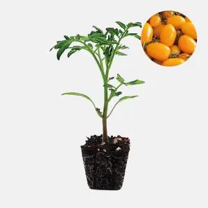 마이플랜트 대추 방울 토마토 노랑 1개 과일 토마토 야채 모종 텃밭 채소 튼튼한 모종