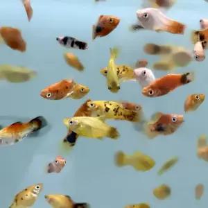 [주니멀열대어][난태생] 플래티 믹스 10마리 세트 [랜덤출고]관상어