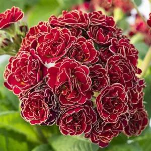 폴리아나 앵초 터치오브골드 모종 겹앵초 노지월동 다년생 야생화 정원 봄꽃 B05