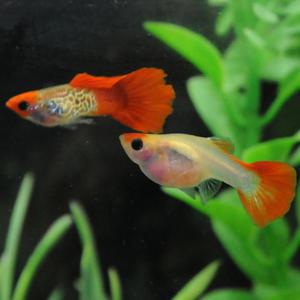 [행운수족관]고정구피, 코이 숏바디 글라스벨리 스네이크스킨 레드테일[한쌍] 구피