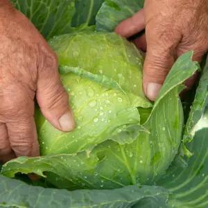 국내산 양배추 개당 2kg 내외 3통