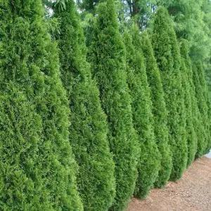 측백나무 자이언트그린 h1m이상 19cm 1+1 서양측백나무 울타리수