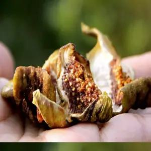 [로지프로] 국내산 무농약 무화과 말랭이 100g x 10개 건무화과 함평무화과