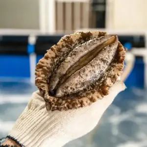 [품질보장] 완도 활전복 6-7미 1kg 살아서도착 +손질도구 선물포장 부직포