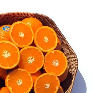 미국귤 만다린 프리미엄 새콤달콤 탱글탱글 가성비 5kg