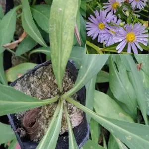 벌개미취모종 포트묘 20개 js262