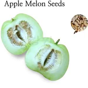 사과 참외 씨앗 토종 모종 농사  10알 apple melon seed