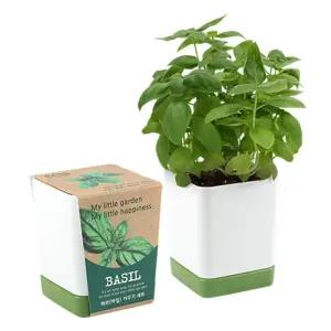 투톤사각화분_허브(바질)/미니 화분 텃밭 다육 식물키우기 다육이화분 미니화분 식물재배기 다육이 새싹키