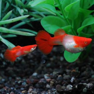 [행운수족관], 알비노 코이 슈퍼블러드 [수2+암3] 구피