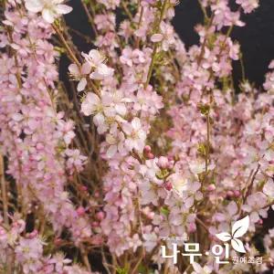 [나무인] 이스라지 산앵두 결실주