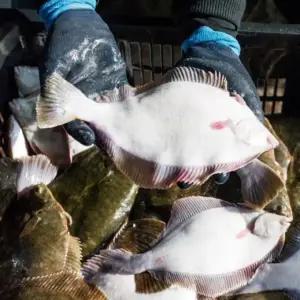 국내산 활 도다리 1kg 생물 도다리 회 쑥국