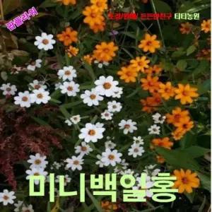 팝플라워 미니백일홍 리네아리스 씨앗 50립 3색혼합 희귀