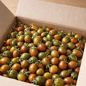 단짠단짠 흑대추 방울토마토 500g 로얄과