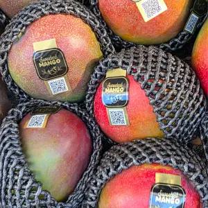 페루산 애플망고 대과 후숙망고 4kg 제철 망고