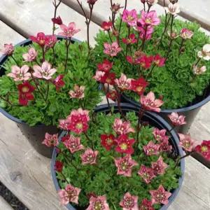 어린모종 운간초 로코레드(천상초) 8cm분