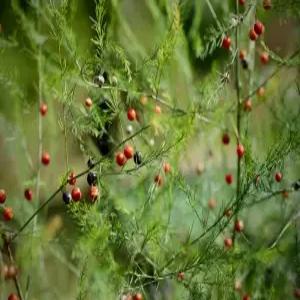 천문동 씨앗 200 립 채소씨앗 약초씨앗 야생화종자(jg)