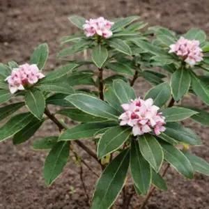 천리향(서향) 키60cm(분) 1주