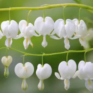 그루담다 금낭화 야생화 알바 흰꽃 묘목 5치 포트