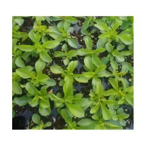 (성실)스테비아 모종 25개 트레이묘 설탕초