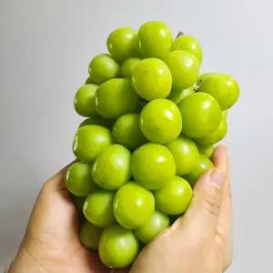 고당도 달콤한 샤인머스켓 가정용 망고포도 2kg 3kg