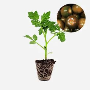 마이플랜트 방울 토마토 검정 1개 과일 토마토 야채 모종 텃밭 채소 튼튼한 모종