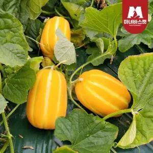 (산지직송) 고당도 꿀맛 참외 가정용 혼합과 랜덤과 7kg (30~33과 내외)