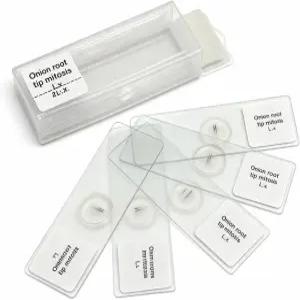 준비된 현미경 슬라이드 양파 뿌리 끝 유사 분열 - 75 x 25mm 교실 팩 보관 케이스에 5개의 생물학 및 생명