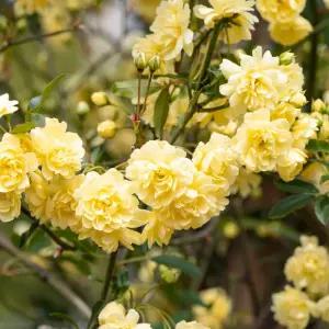 목향장미 묘목 3년생 키100cm 가시없는 노란 덩굴장미 정원수