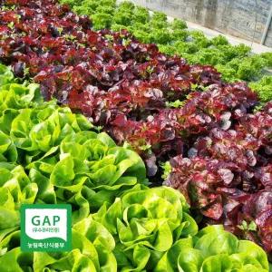 GAP 국내산 고품질 야채 상추 샐러드 유러피안 모듬 채소 800g