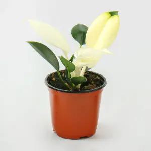 갑조네 화이트 콩고 소품