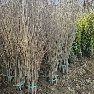 3년생 무궁화 묘목 10주 키1.0m이상 수목 조경수 준공수