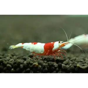 새우월드 CRS새우 10마리 레드비 관상용새우 키우기