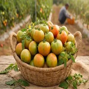 산지에서 보내는 대저 짭짤이 토마토 고당도 단짠 프리미엄 로열과