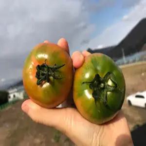 [진짜과일]대저토마토 짭짤이 산지당일수확