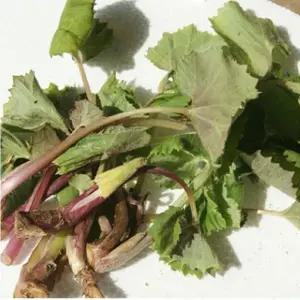 봄나물 머위잎(순)500g-1개