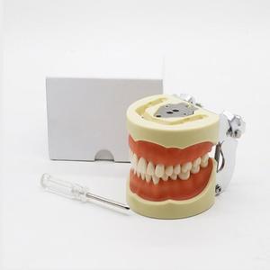 모형 위생사 스케일링 모양 구강교육 덴티폼 기공사 실습 발치 입모형 위생사