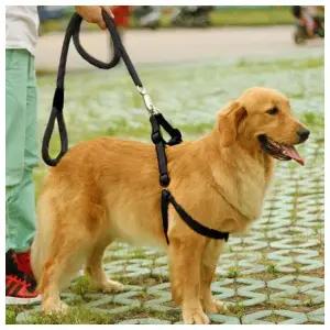 로프 대형견 목줄+하네스+리드줄 세트(XS)