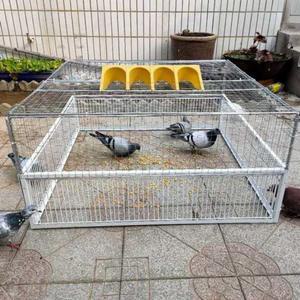 비둘기 덫 공원 자동 망 유기견 고양이