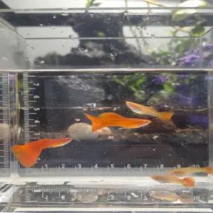 (아쿠아네스트) 알비노풀레드 암3수2 고정구피 열대