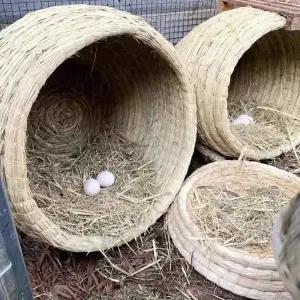 닭둥지 전란틀 산란통 분양 알집 부화기 산란장