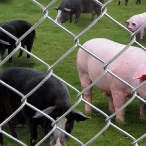 휀스철망 야외 철조망 담장 아연 펜스 울타리 창고 메쉬 닭망 높이1 5m높이8cm구멍10m두께3 0mm