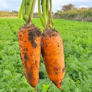 국내산 햇당근 주스용 못난이 흙당근 선택 3kg 5kg 쥬스용 선택