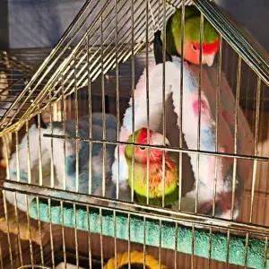 앵무새둥지 대 포치 하트둥지 은신처 앵무새