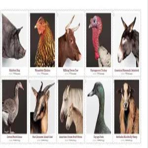 헤리티지 품종 영원한 우표 20장 1장 일등석 편지 기념일 결혼식 축하 행사