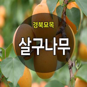 [경북묘목]살구나무묘목모음/산형3호.하코드.왕살구