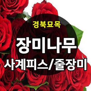 [경북묘목]사계땅장미 덩쿨 줄장미 포트묘 판매중